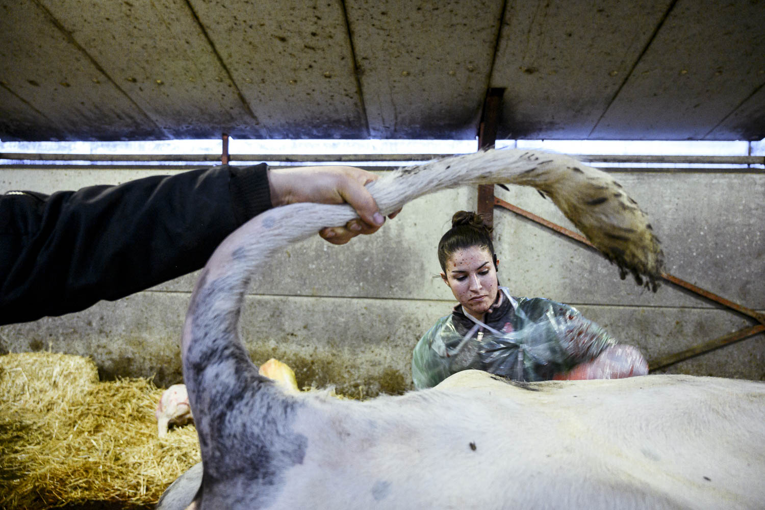 Vétérinaires ruraux, Wallonie